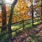 Waldweg