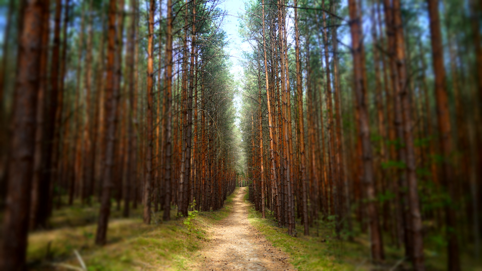 Waldweg