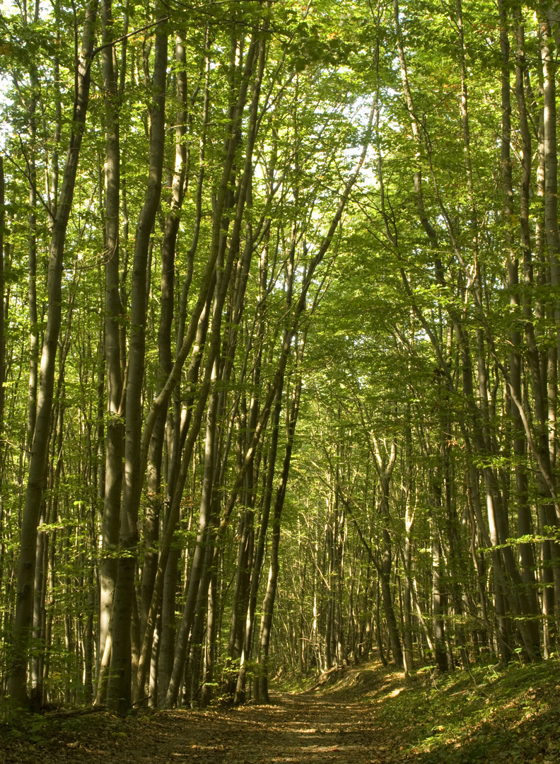 Waldweg