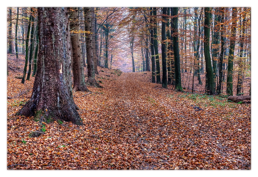 Waldweg