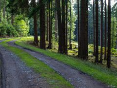 Waldweg