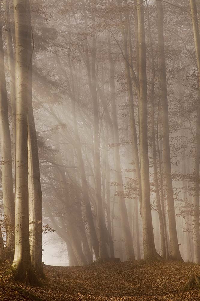 Waldweg