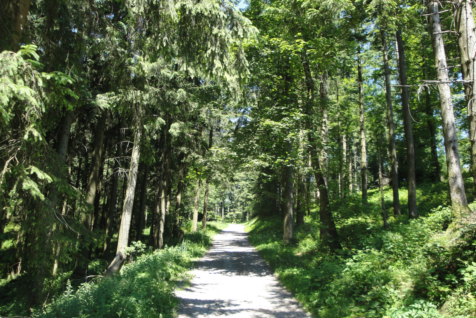 Waldweg