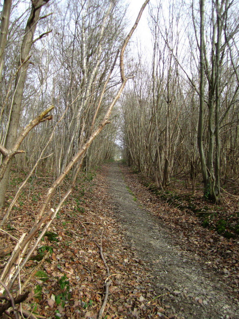 Waldweg