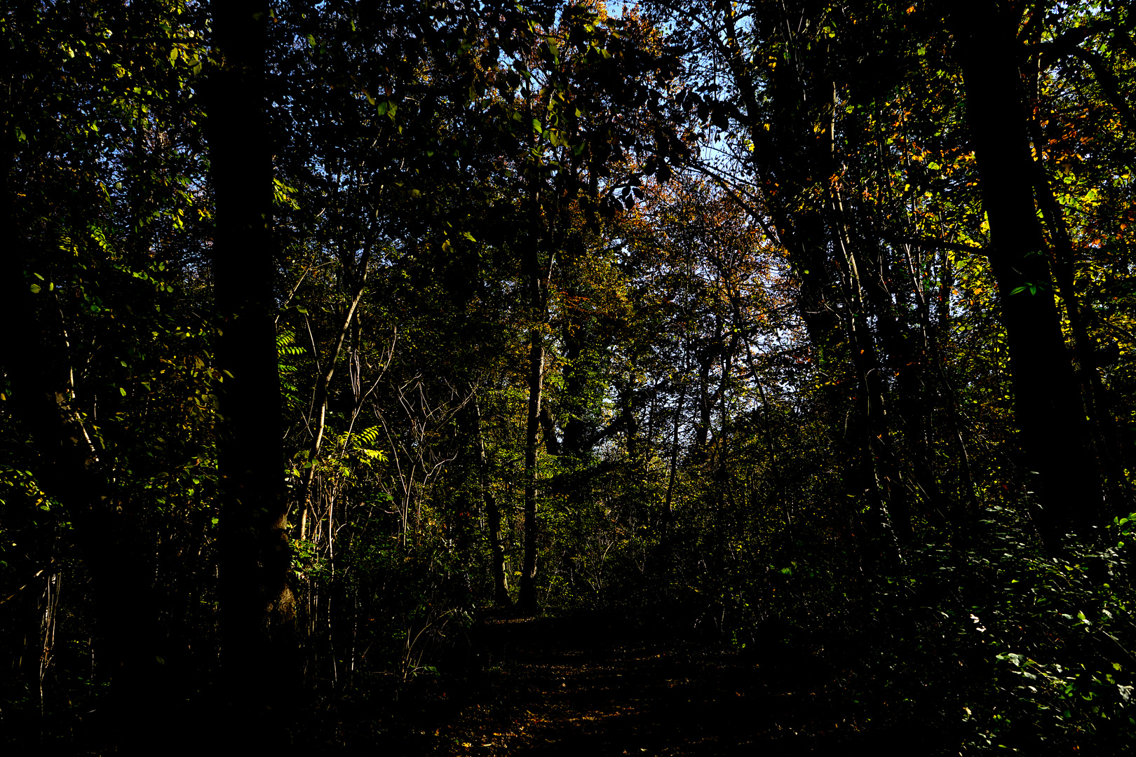 Waldweg