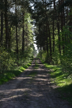 Waldweg