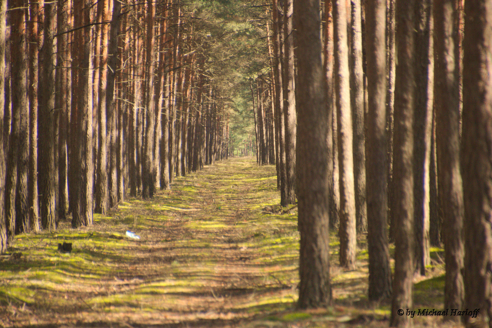 Waldweg