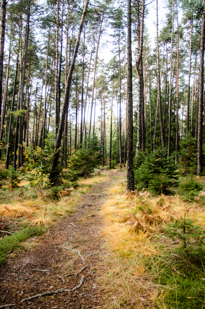 Waldweg