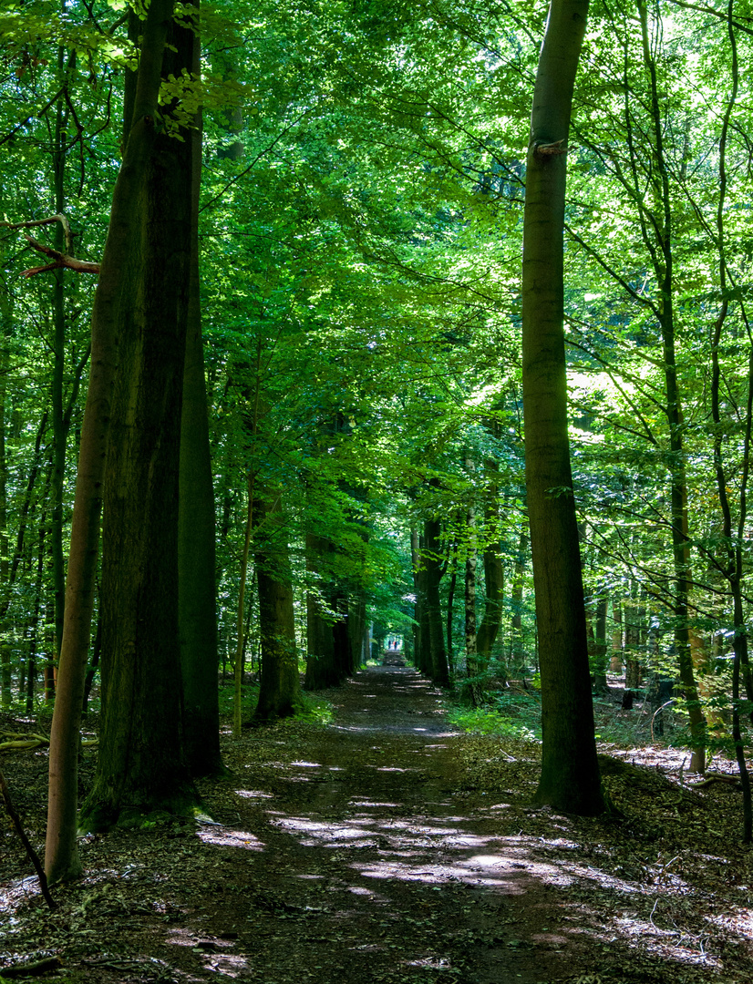 Waldweg