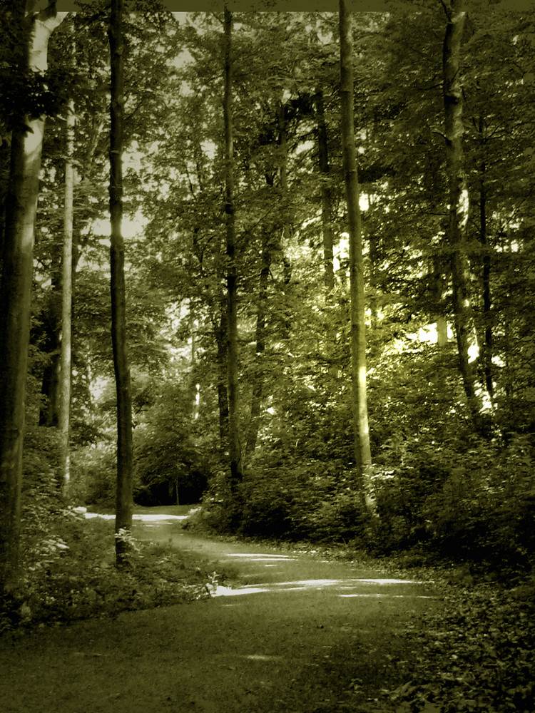 Waldweg