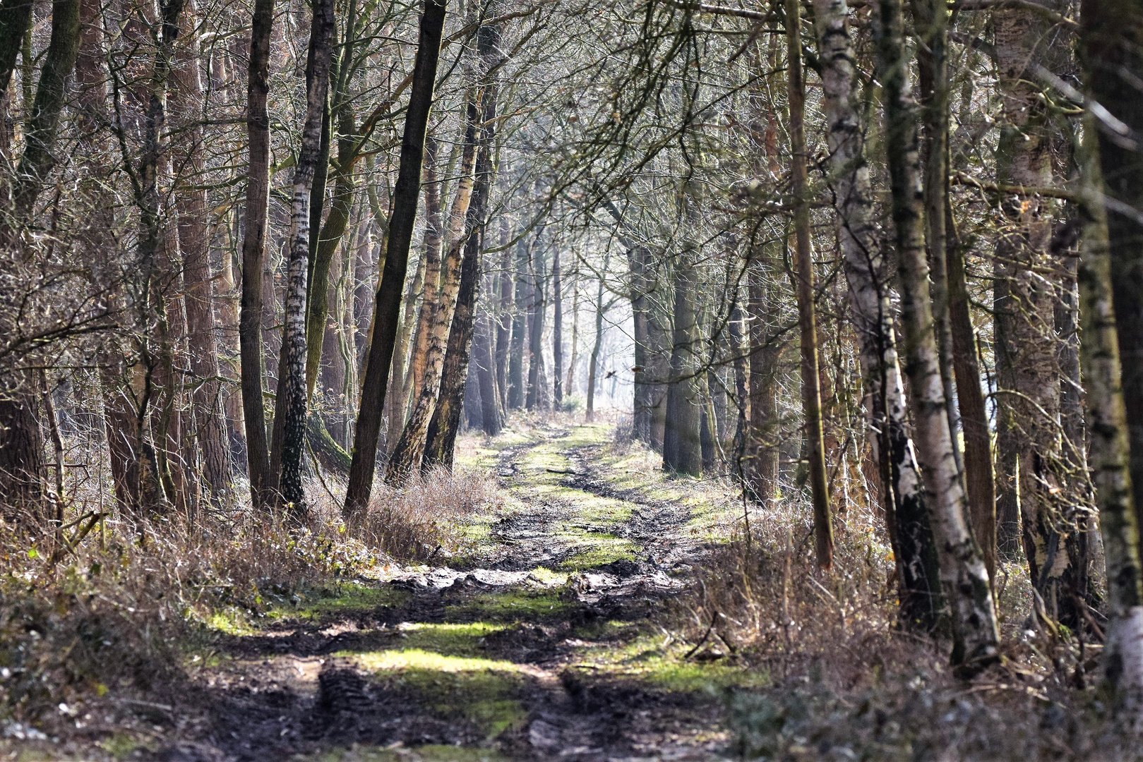 Waldweg Foto & Bild landschaft, jahreszeiten, frühling Bilder auf