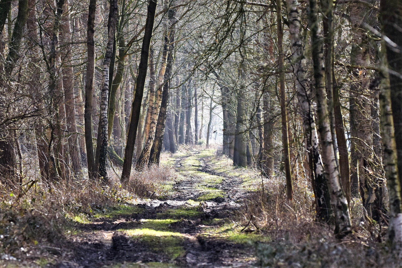 Waldweg