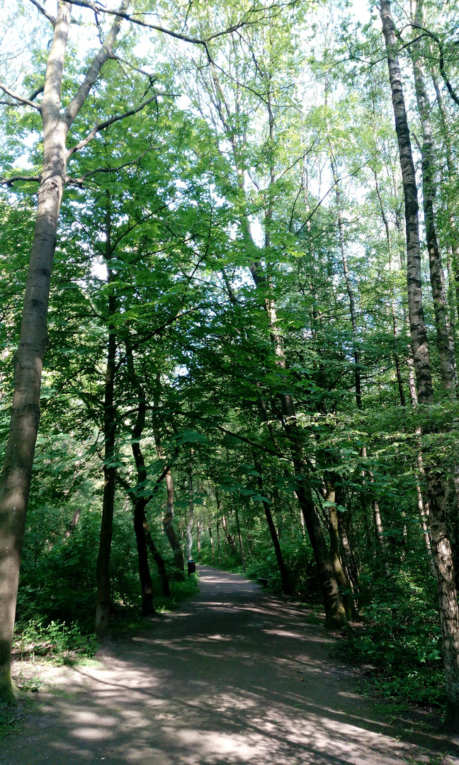 Waldweg