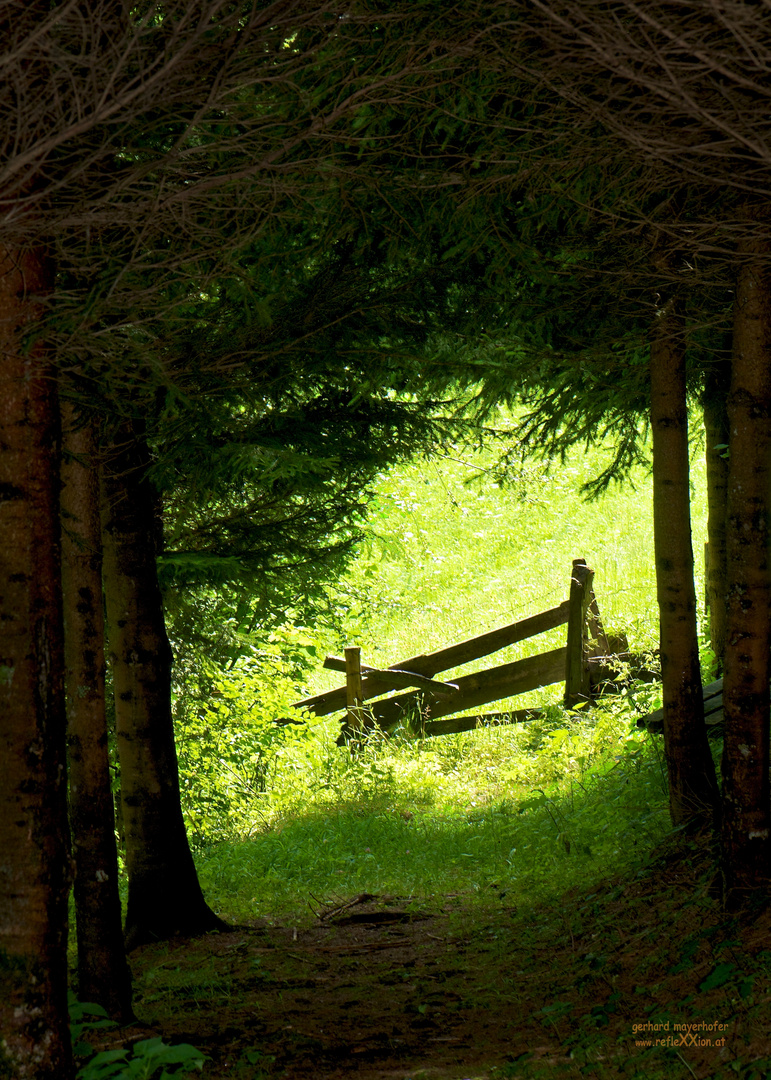 Waldweg - Der Weg ins Licht (kürzer)