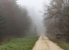 Waldweg durch einen schönen Wald