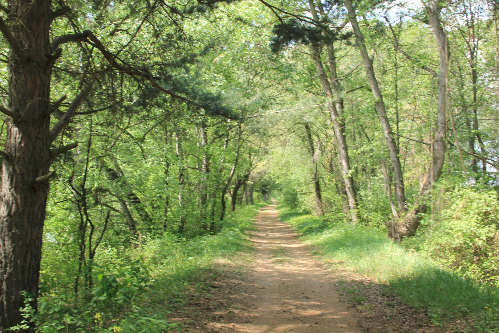 Waldweg