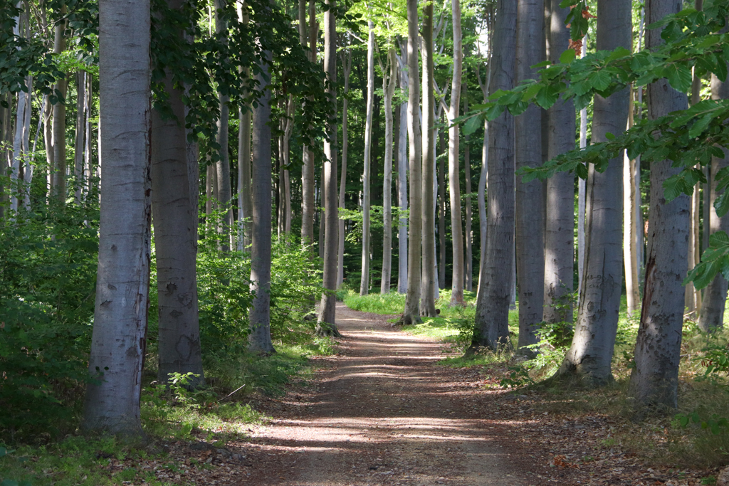 Waldweg