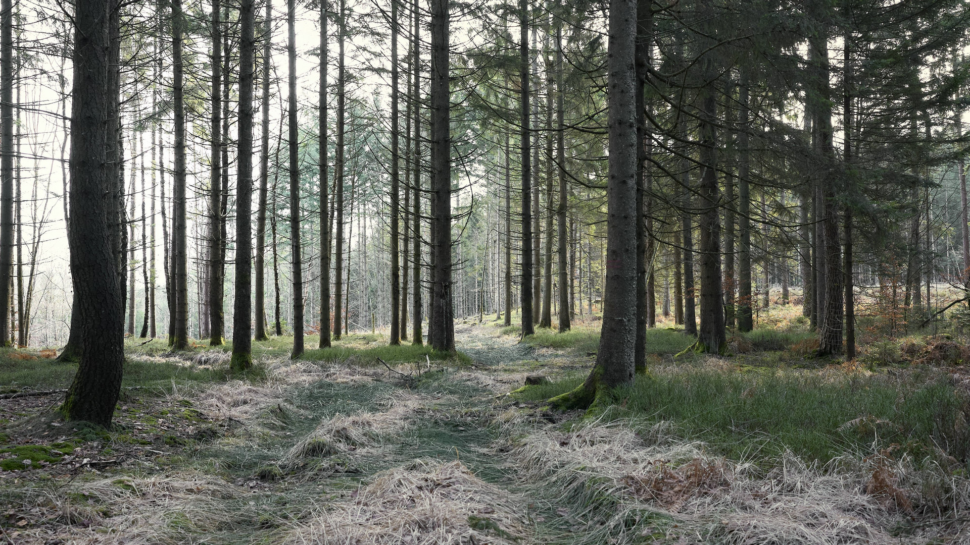 Waldweg