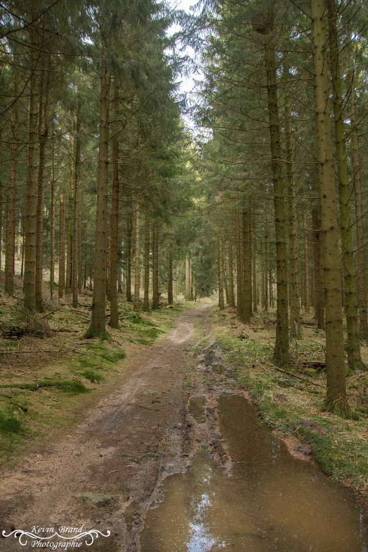 Waldweg