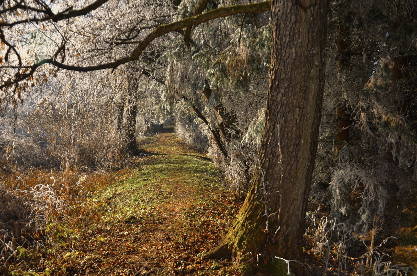 Waldweg