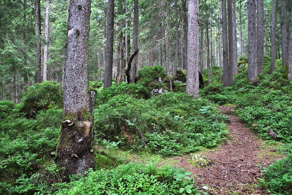 Waldweg