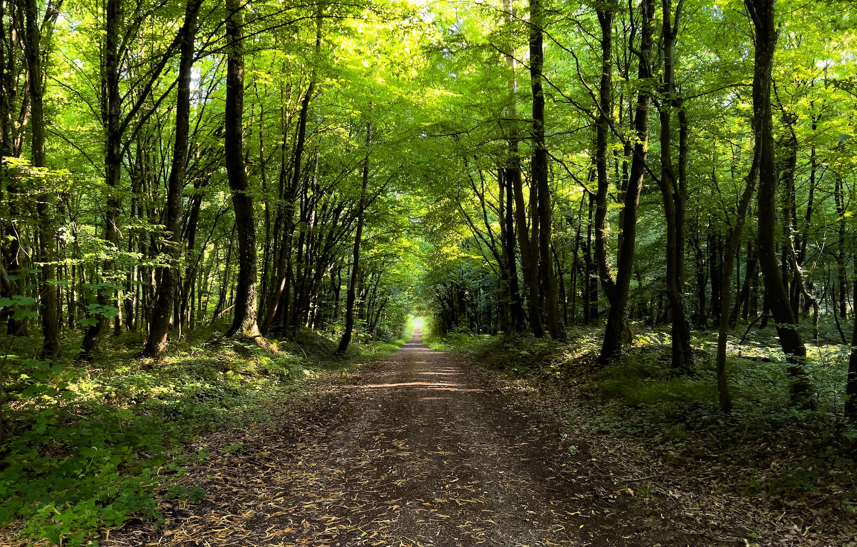 Waldweg.