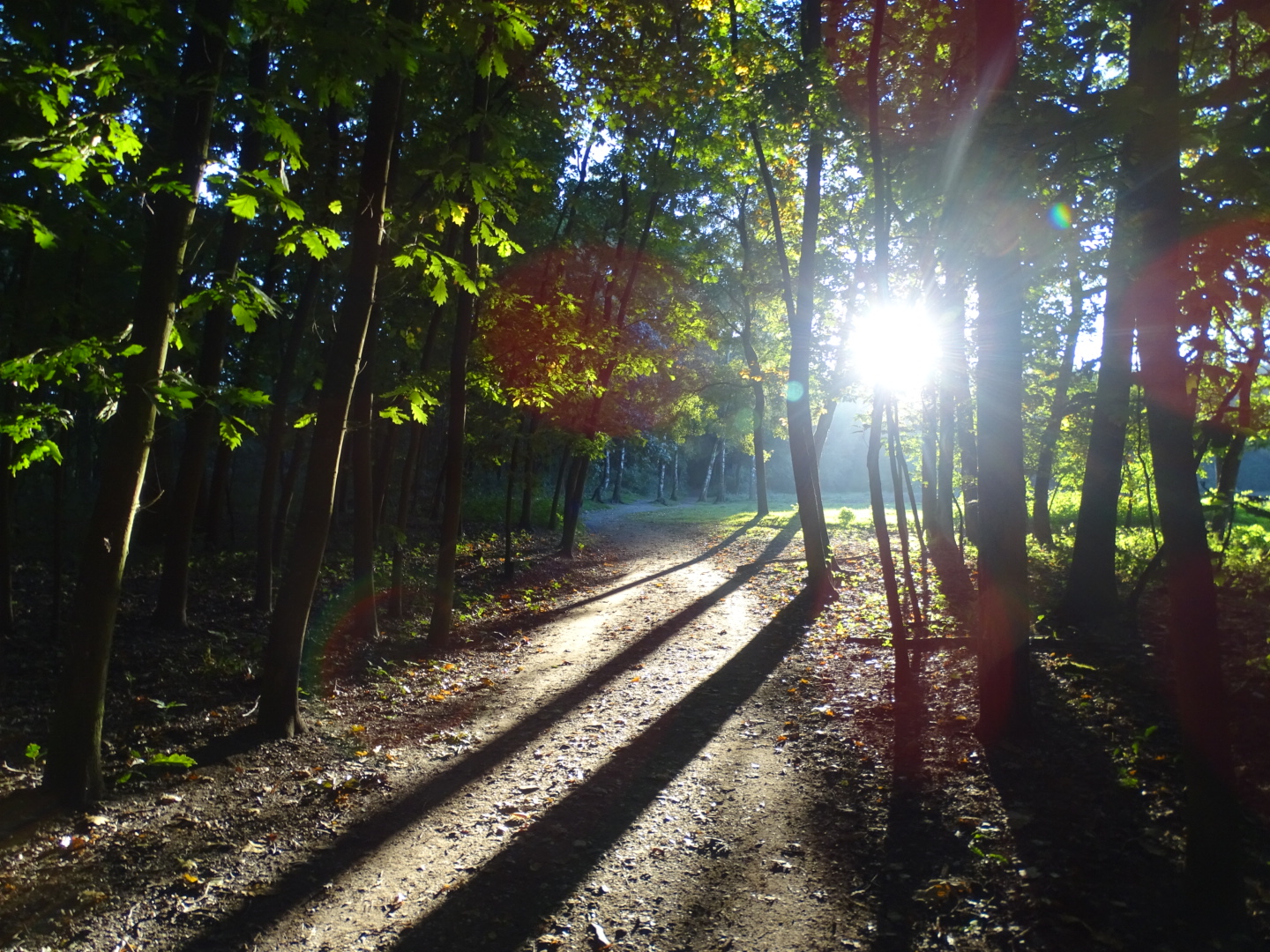 Waldweg..