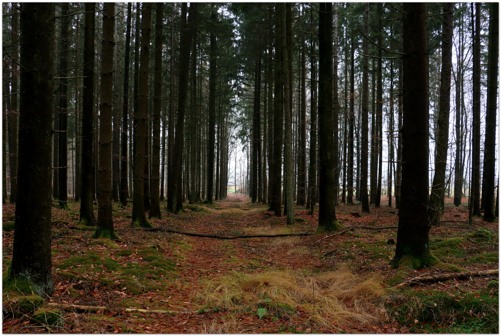 Waldweg