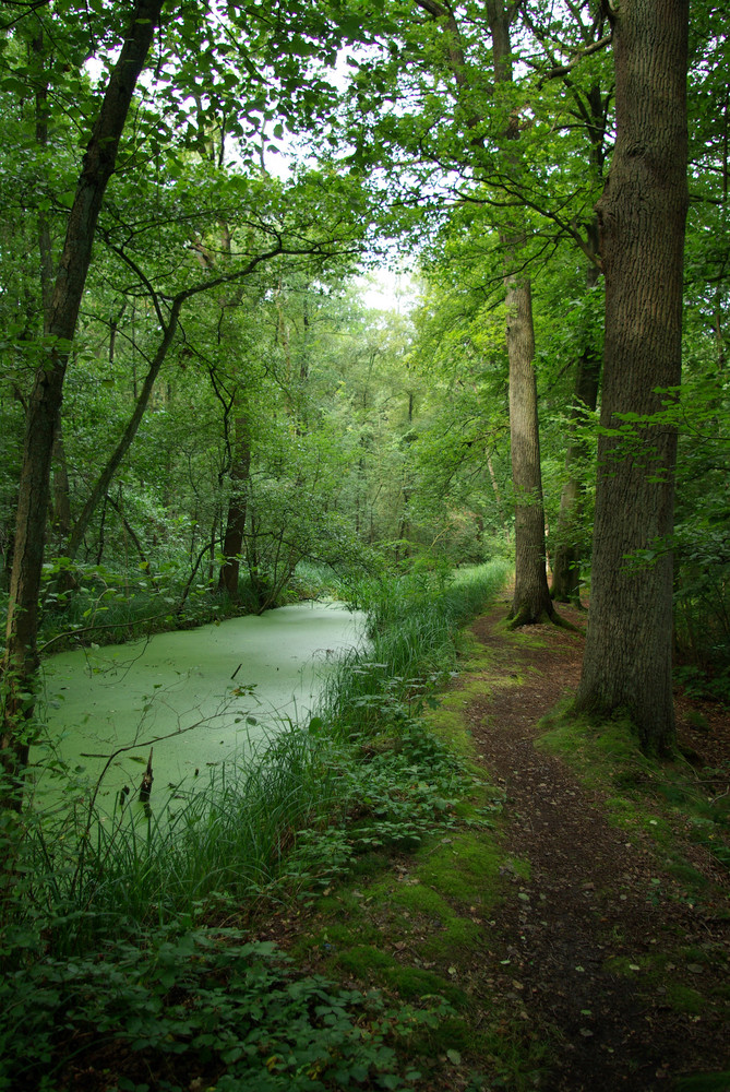 Waldweg