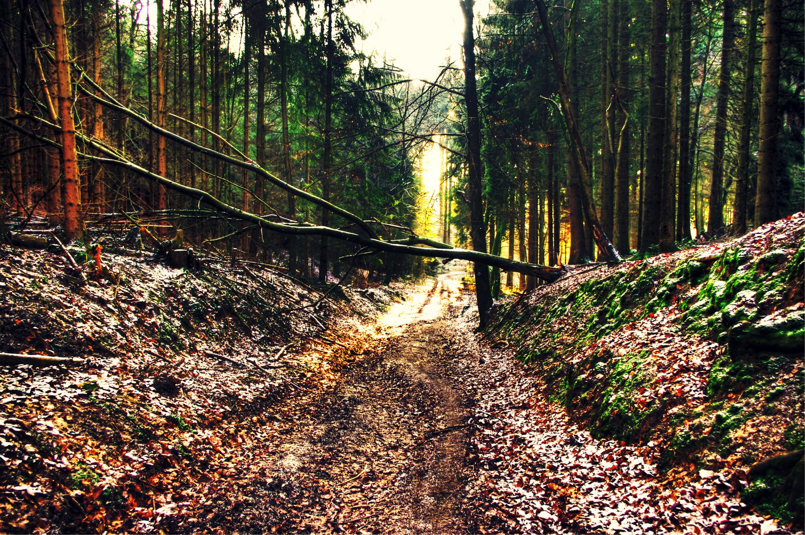 Waldweg.