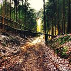 Waldweg.