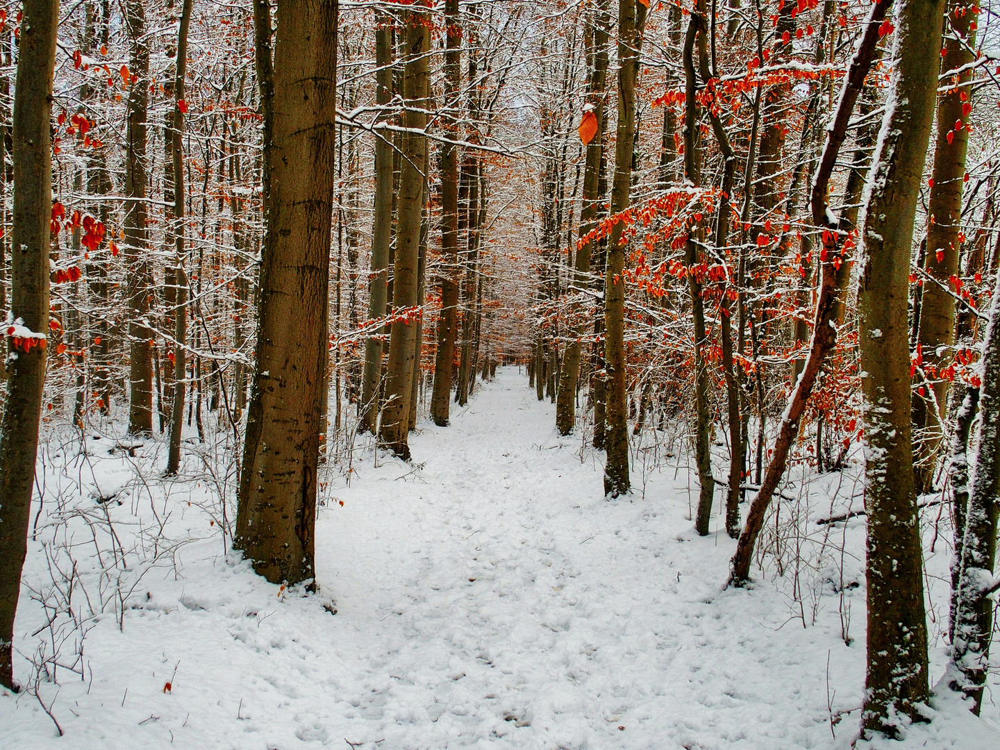 Waldweg