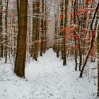 Waldweg