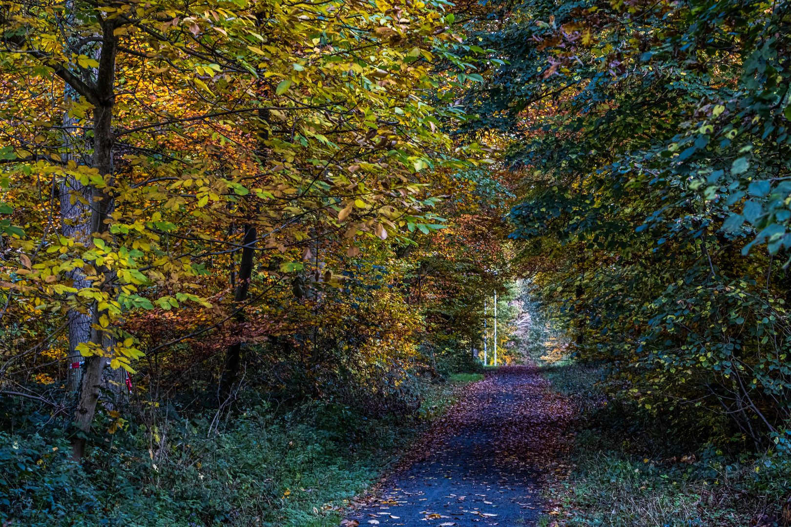 Waldweg