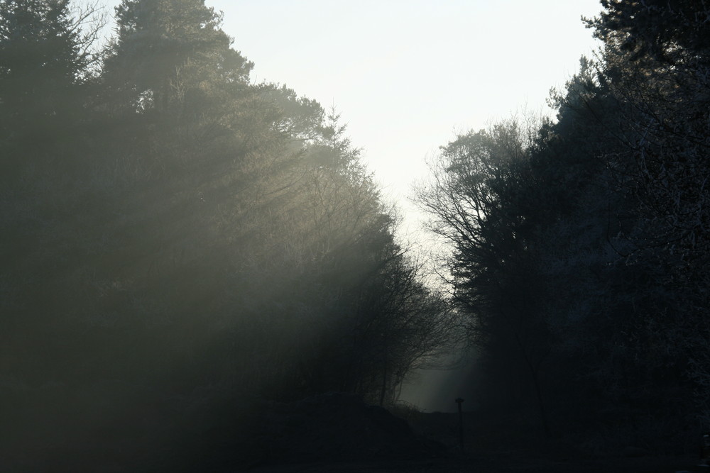 Waldweg