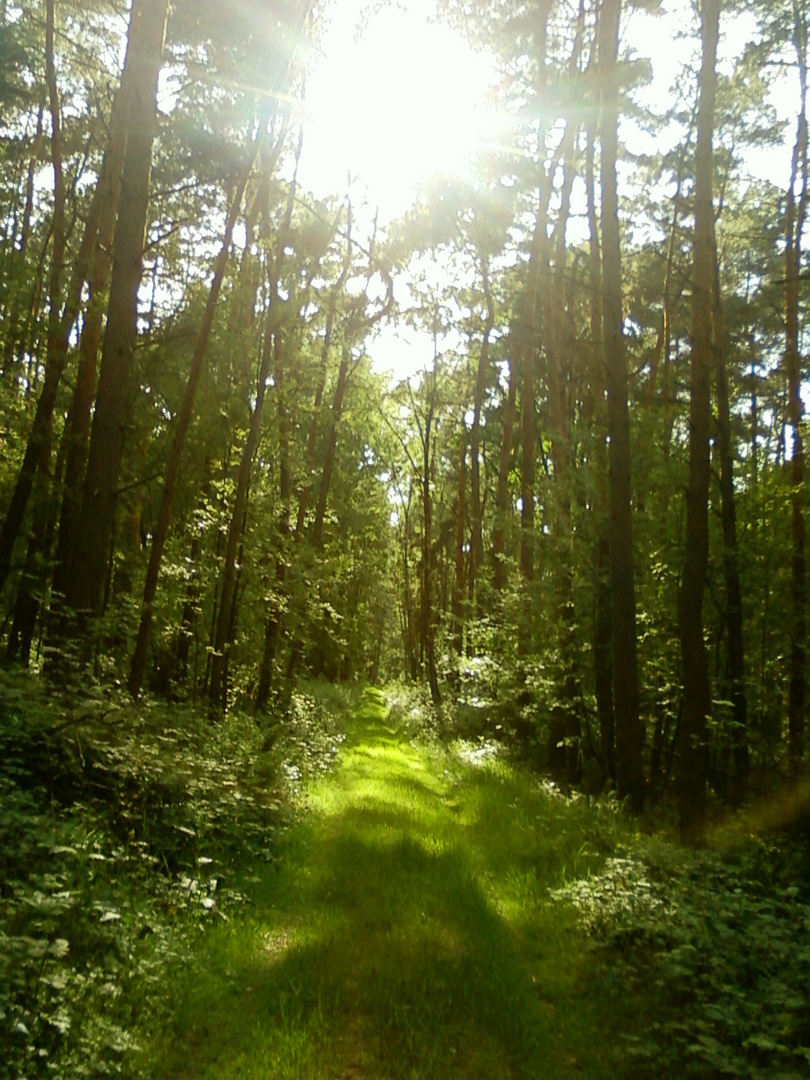 Waldweg