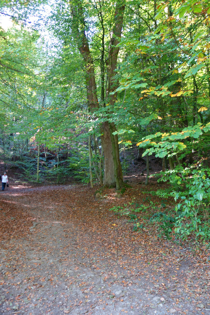 Waldweg