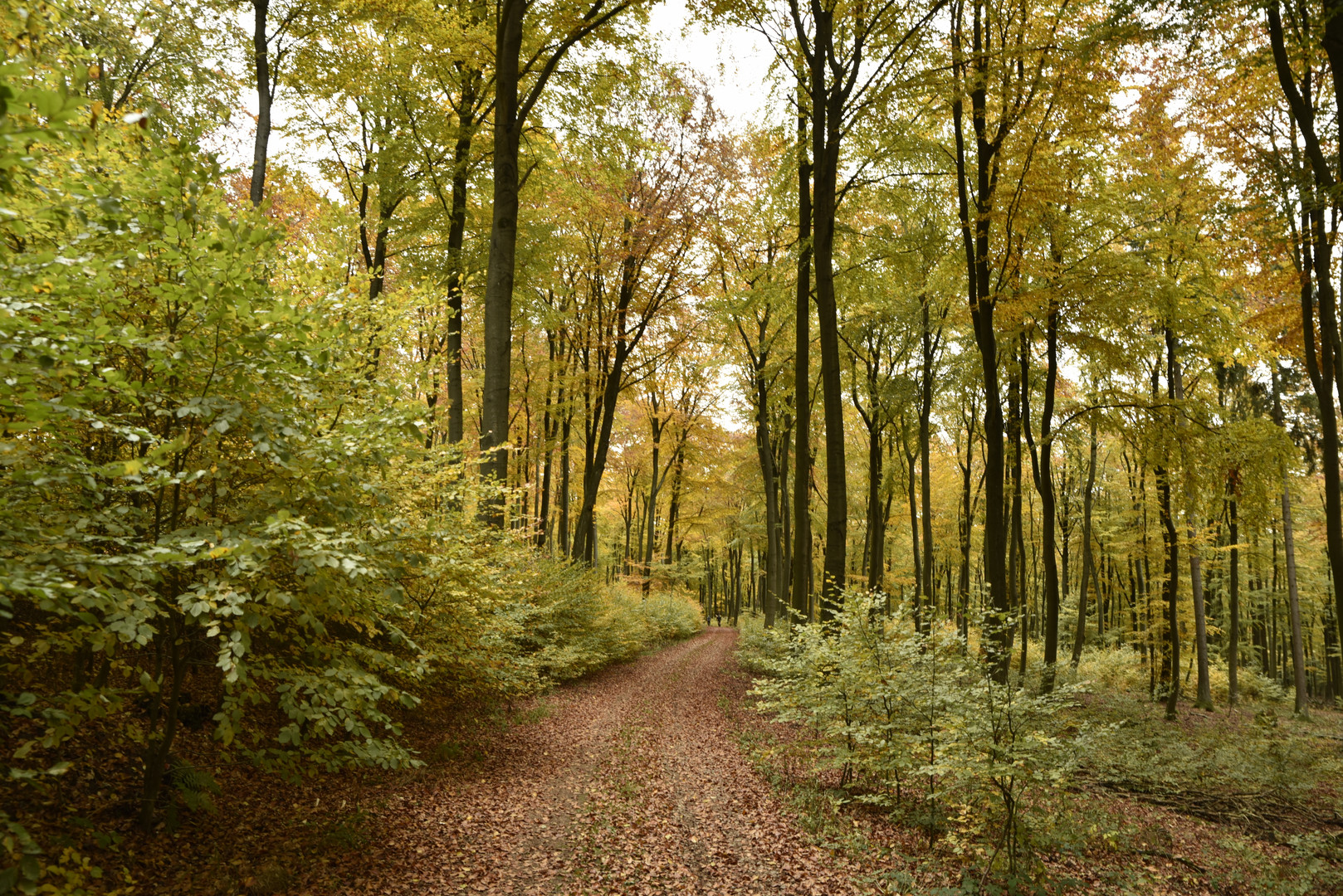 Waldweg