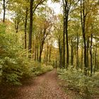 Waldweg