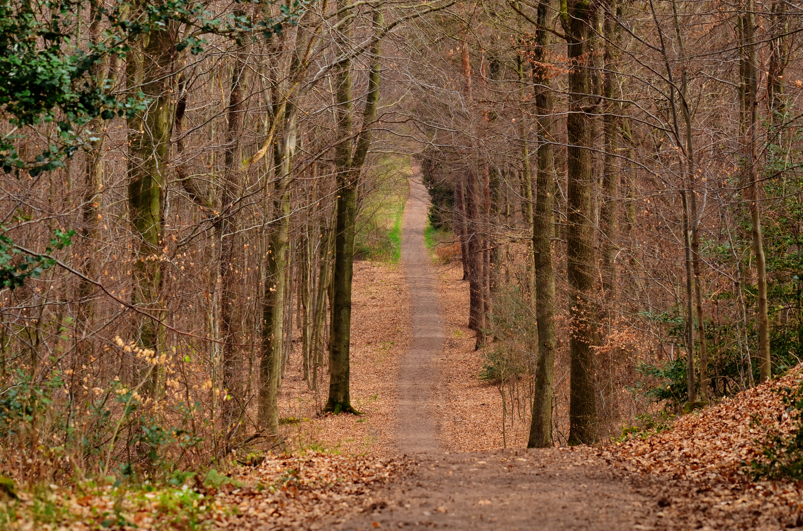 Waldweg