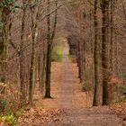 Waldweg