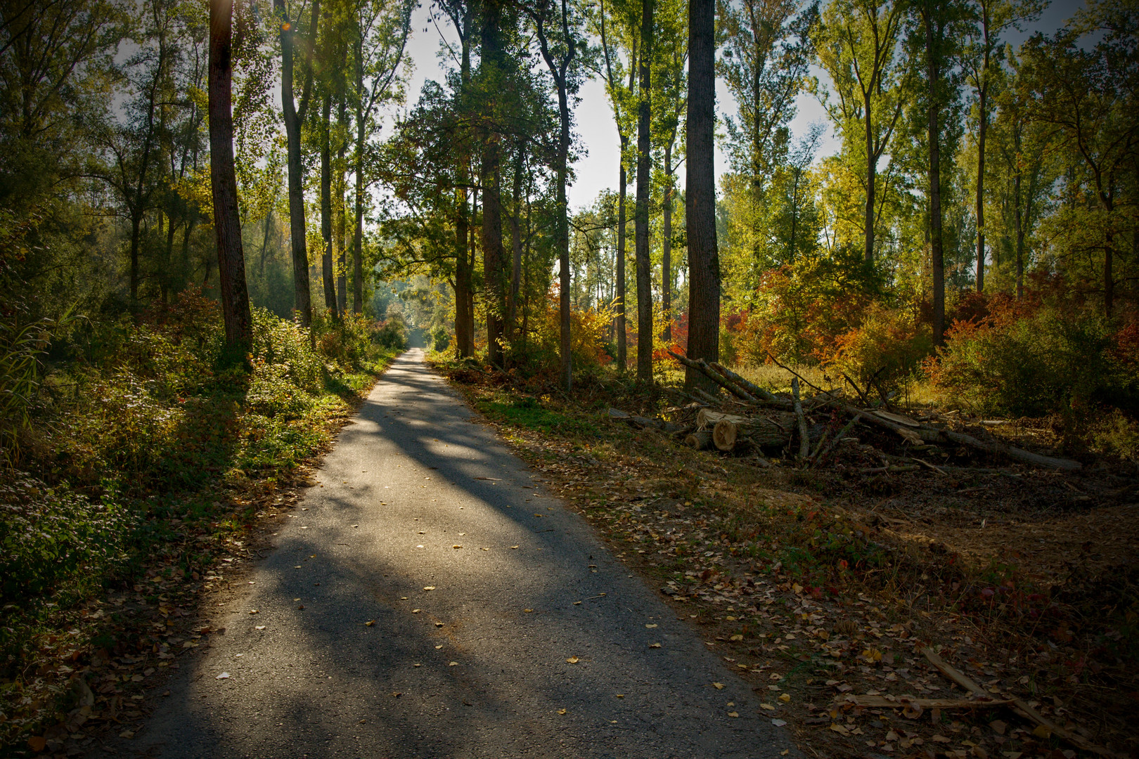 Waldweg