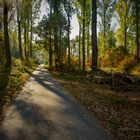 Waldweg