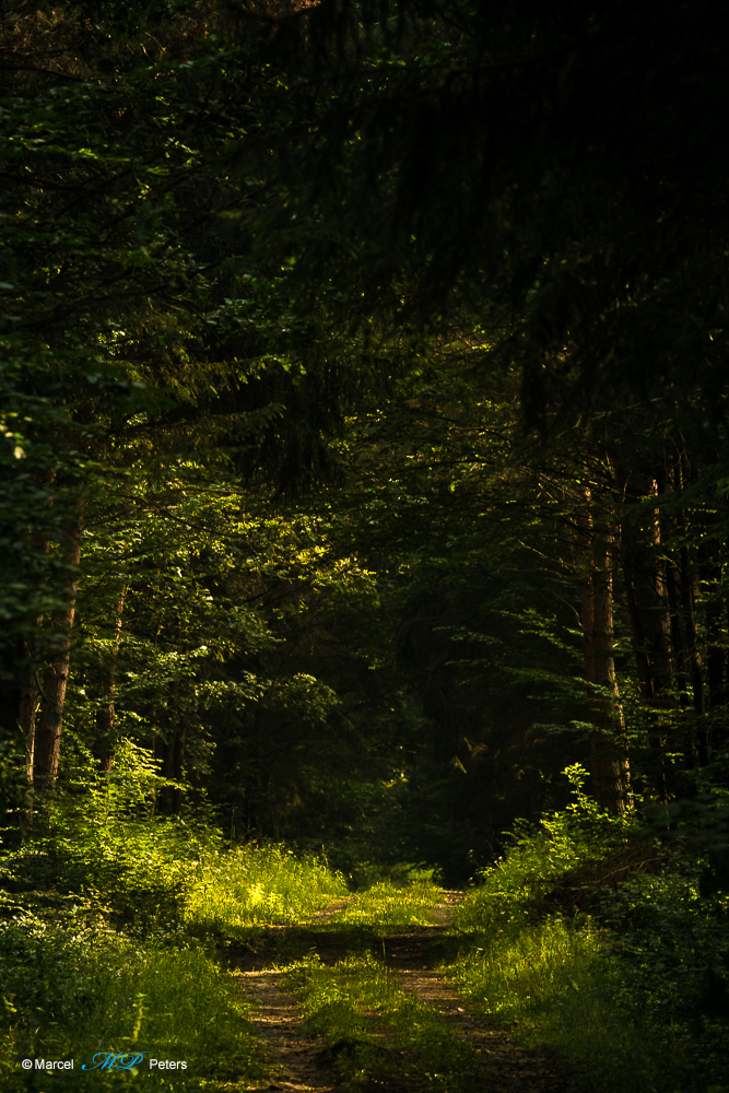 Waldweg