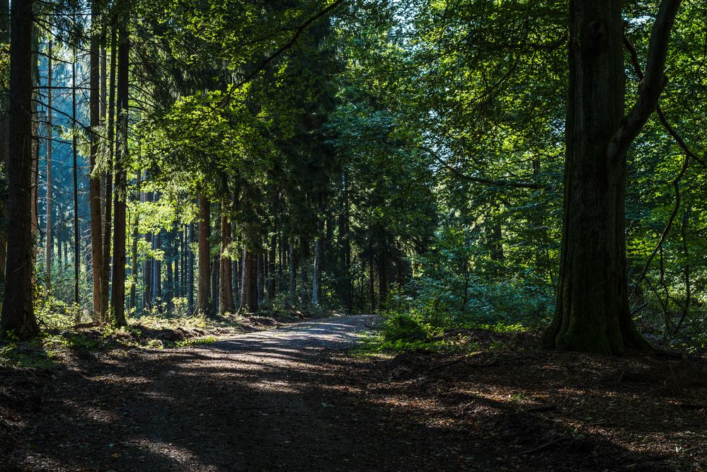 Waldweg