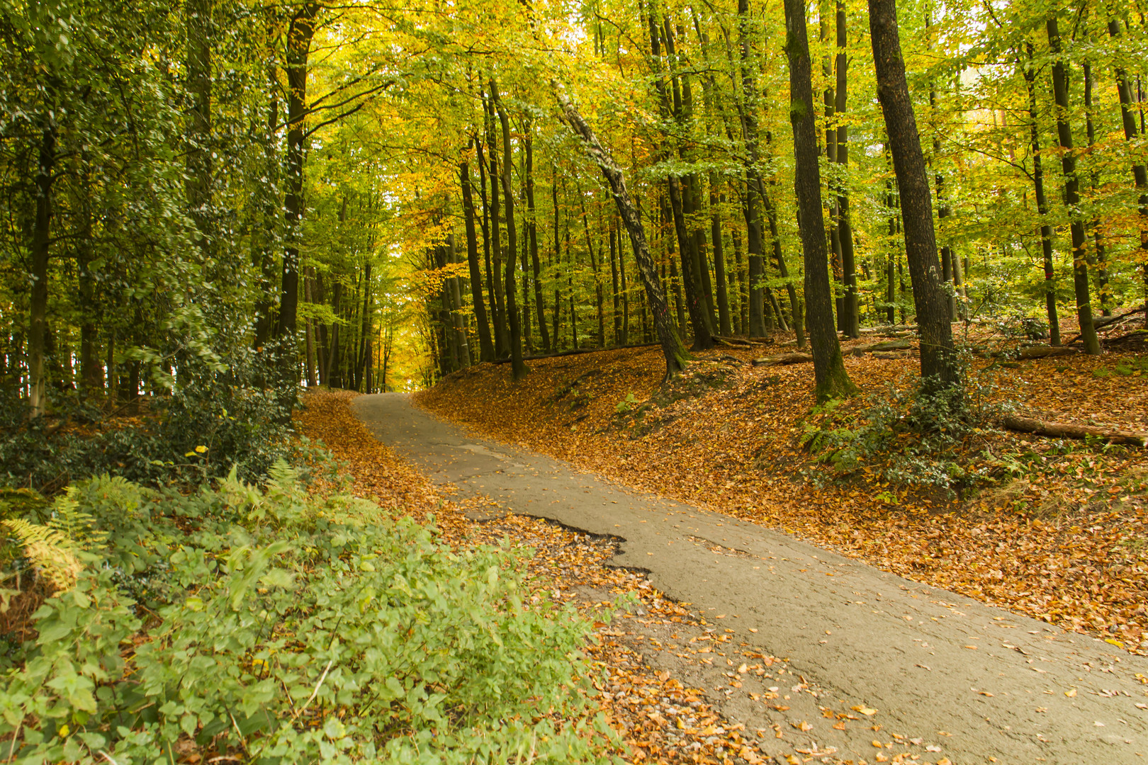 Waldweg