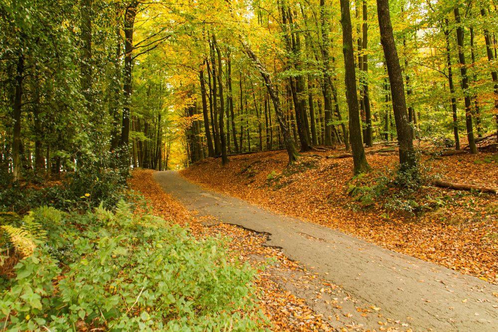 Waldweg