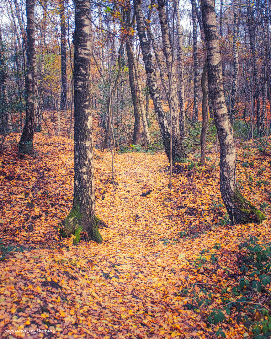 Waldweg