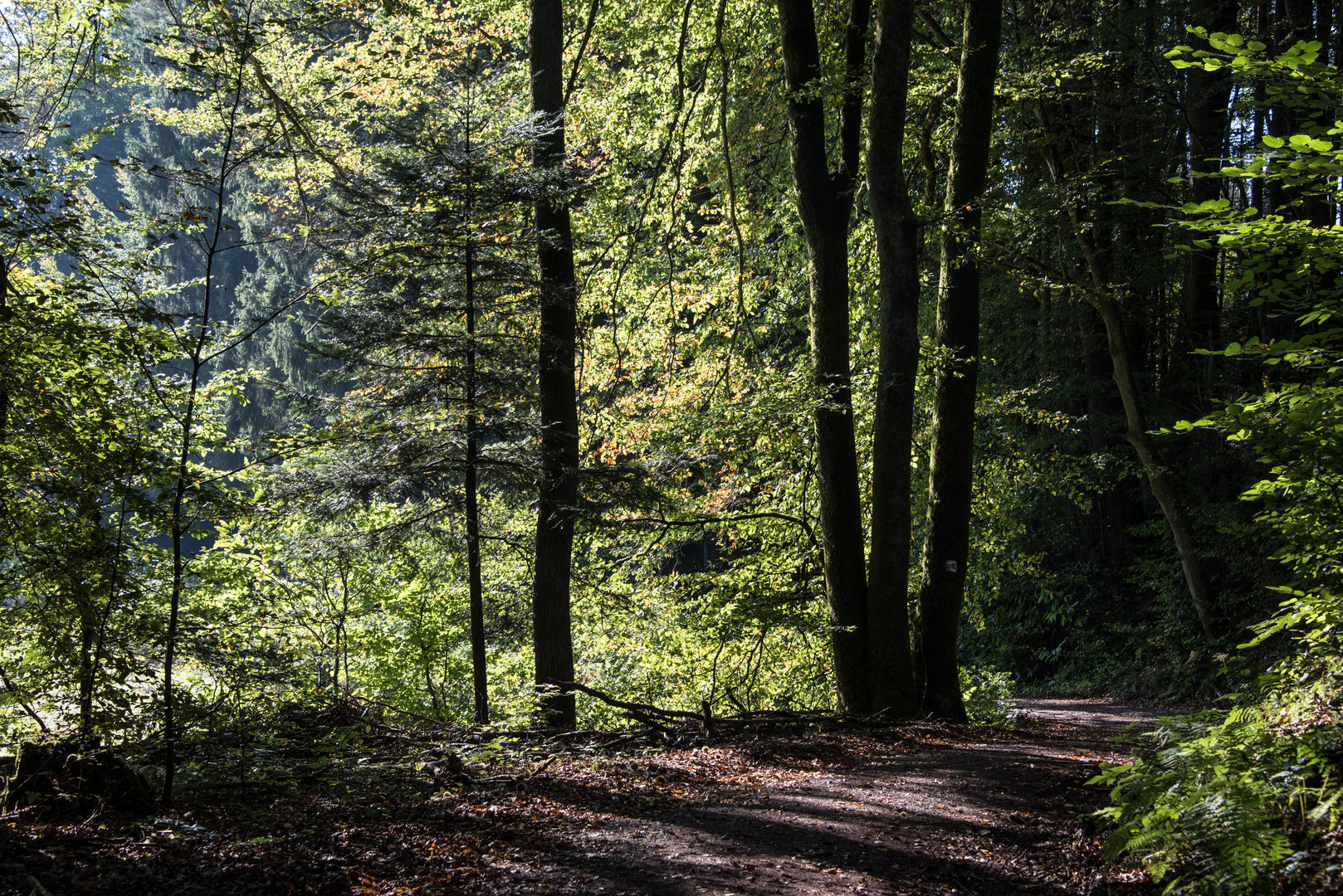 Waldweg