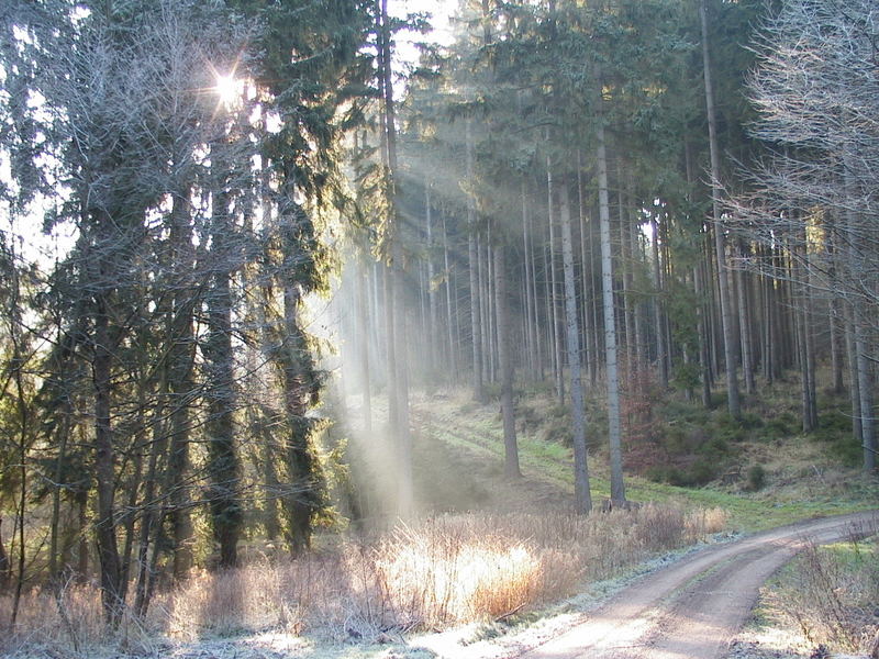 Waldweg